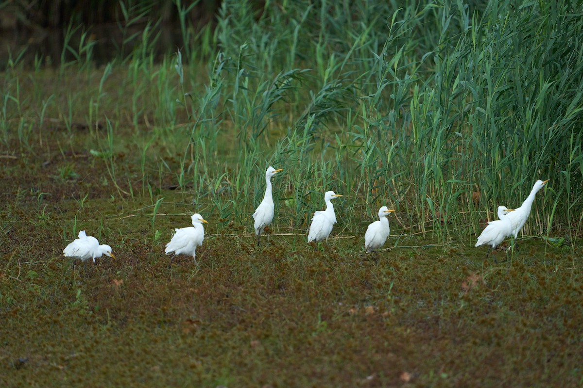 Airone guardabuoi - ML643939010