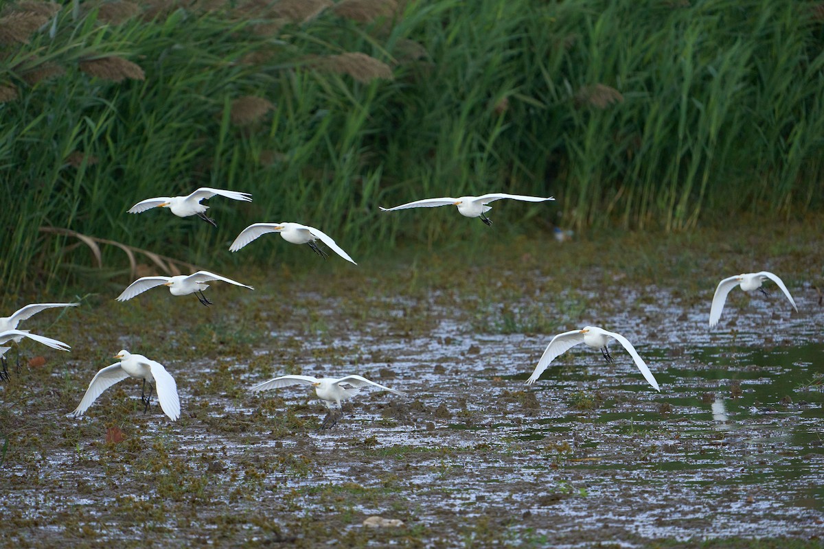 Airone guardabuoi - ML643939014