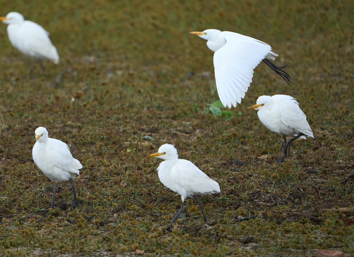 Airone guardabuoi - ML643939020