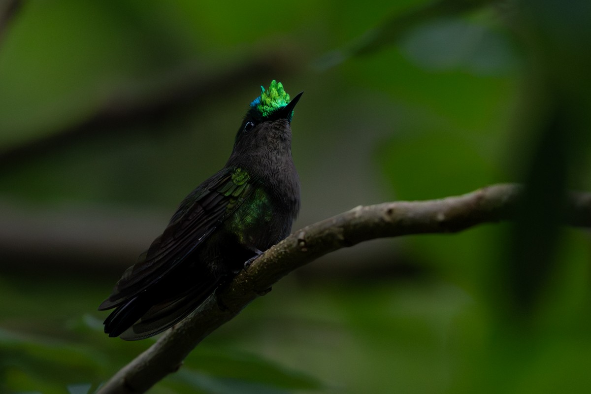 Antillean Crested Hummingbird - ML643939043
