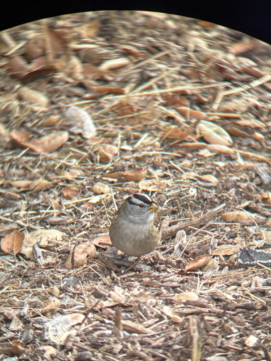 White-crowned Sparrow - ML643939046