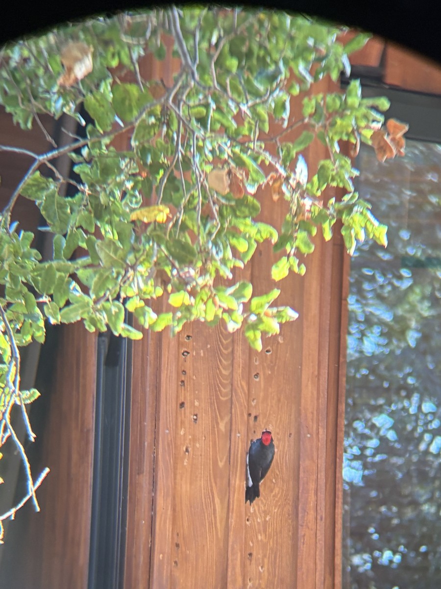 Acorn Woodpecker - ML643939050