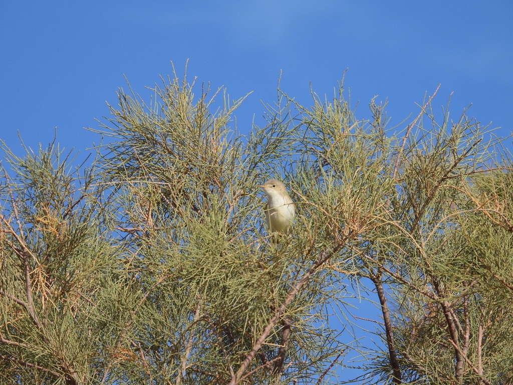 Western Olivaceous Warbler - ML643939078