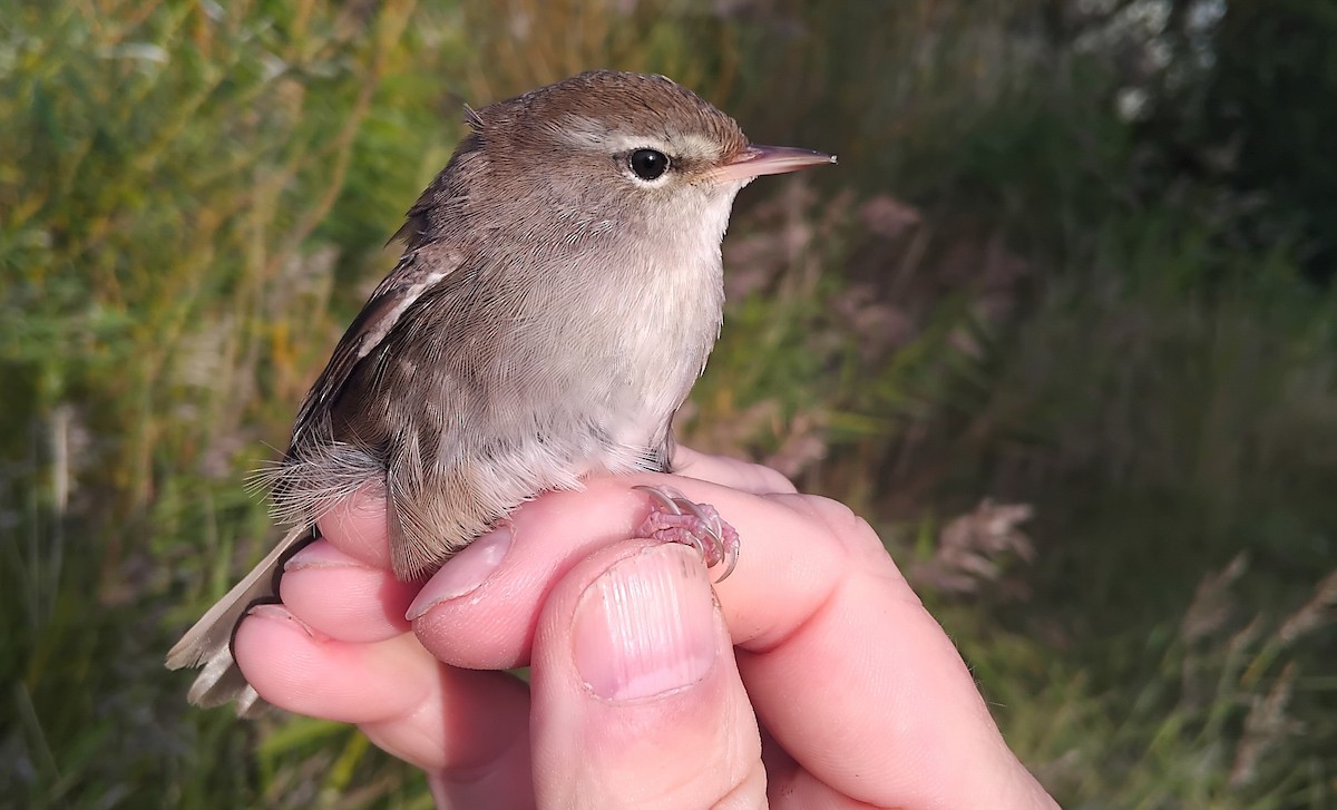 Cetti's Warbler - ML643939079