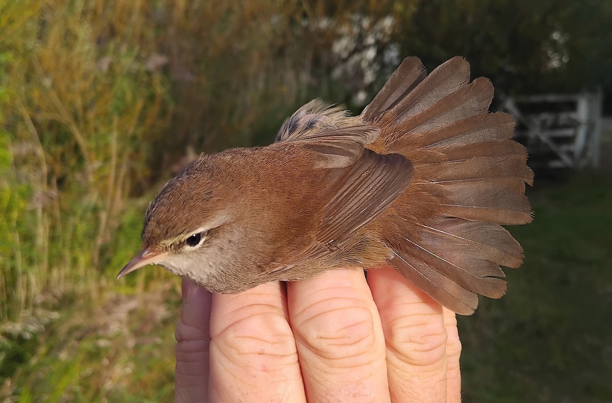 Cetti's Warbler - ML643939080