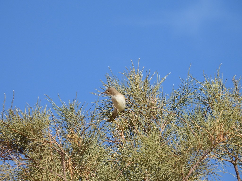 Western Olivaceous Warbler - ML643939082