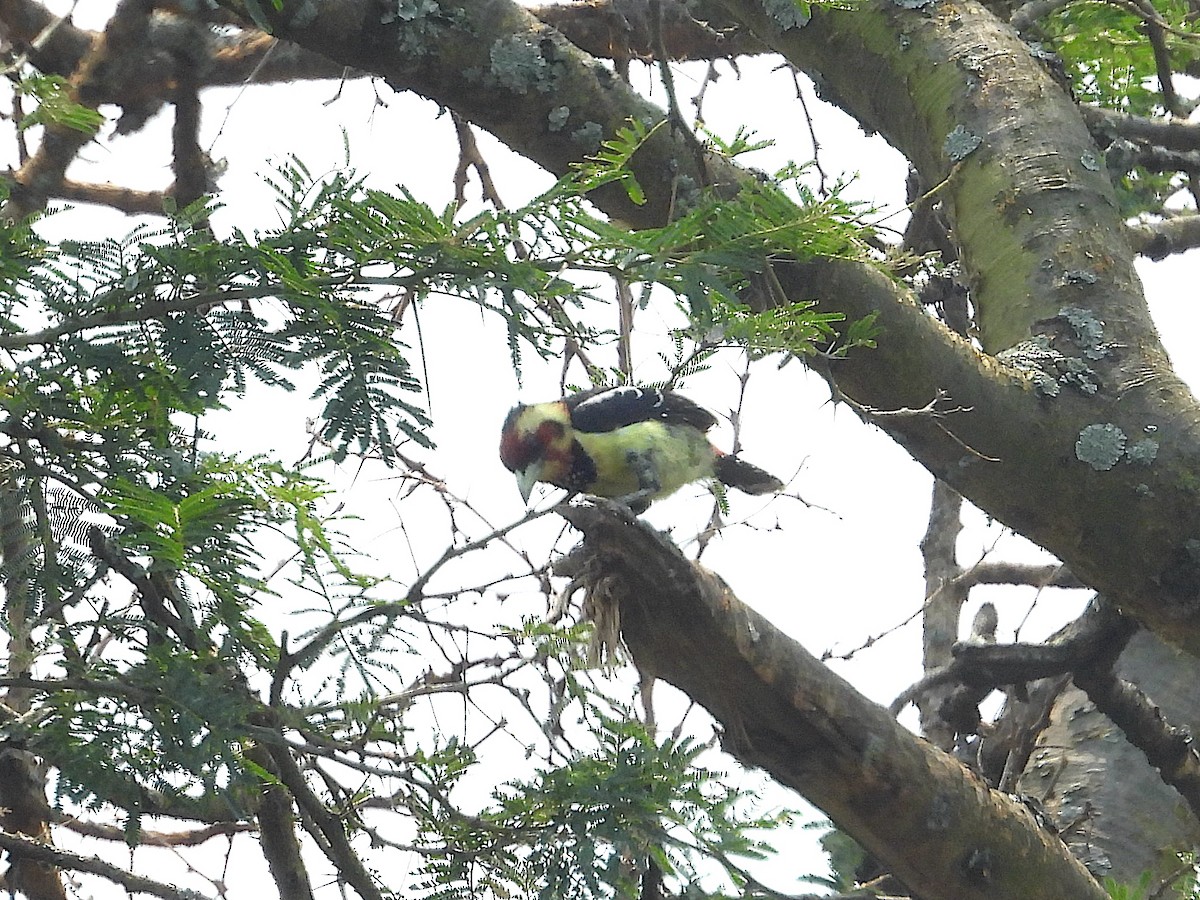 Crested Barbet - ML643939093