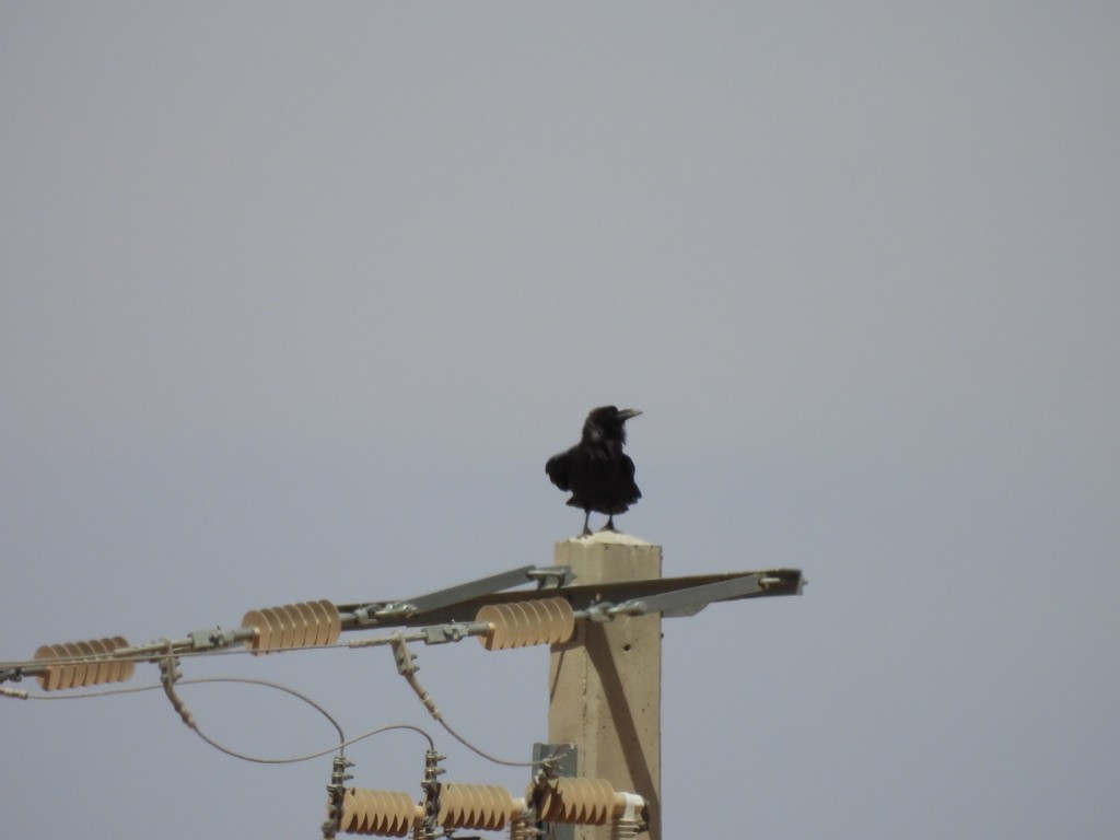 Corbeau brun - ML643939111