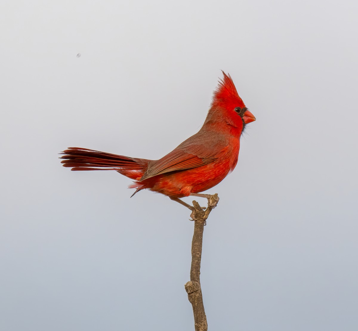 Northern Cardinal - ML643939131
