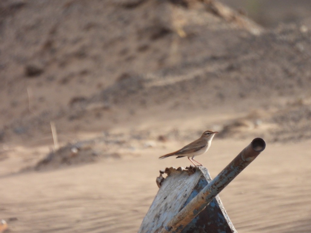 Rufous-tailed Scrub-Robin - ML643939133