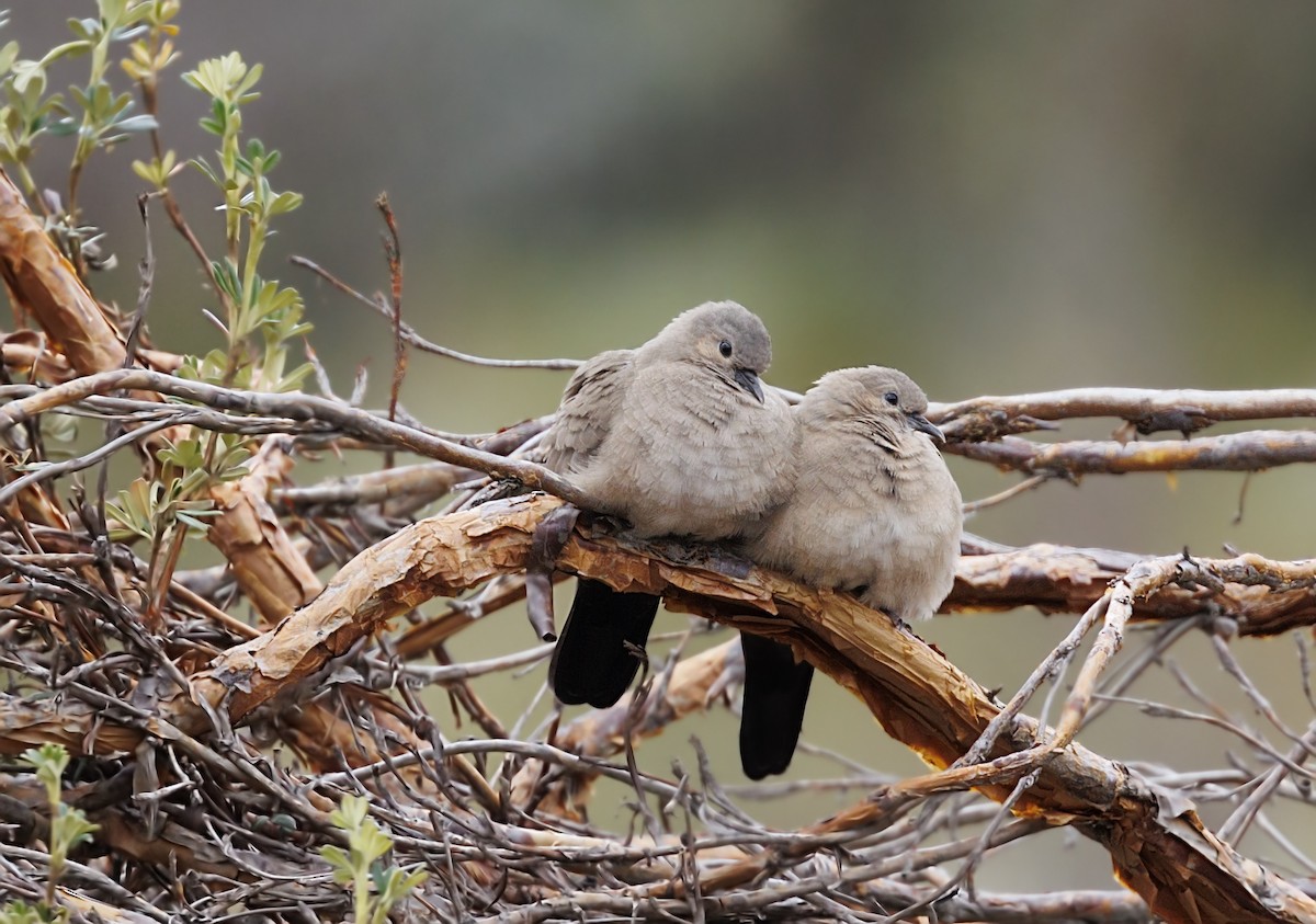 Black-winged Ground Dove - ML643939136
