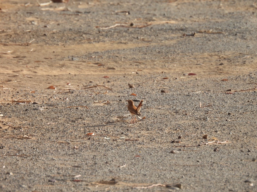 Rufous-tailed Scrub-Robin - ML643939137