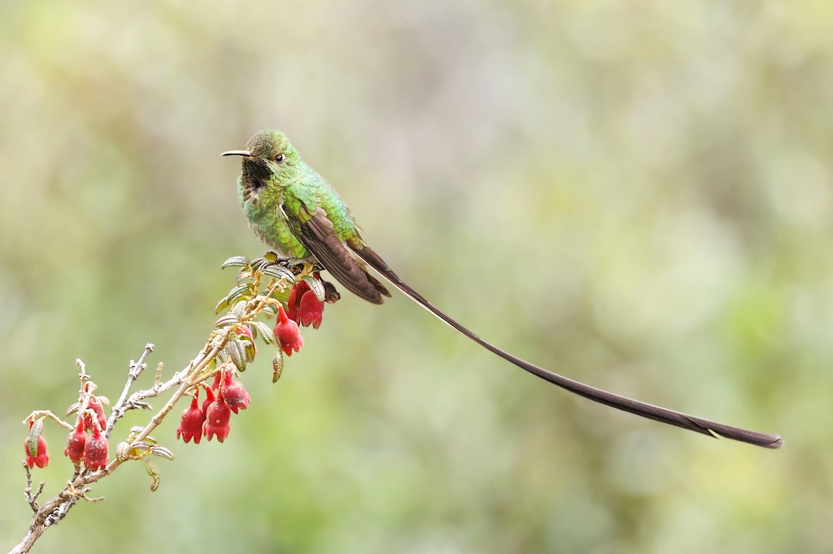 Black-tailed Trainbearer - ML643939139