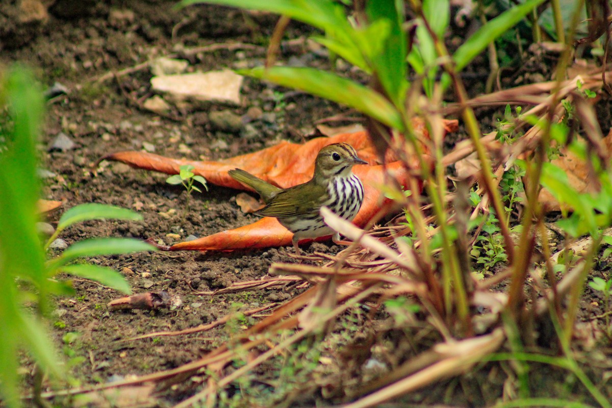 Ovenbird - ML643939141