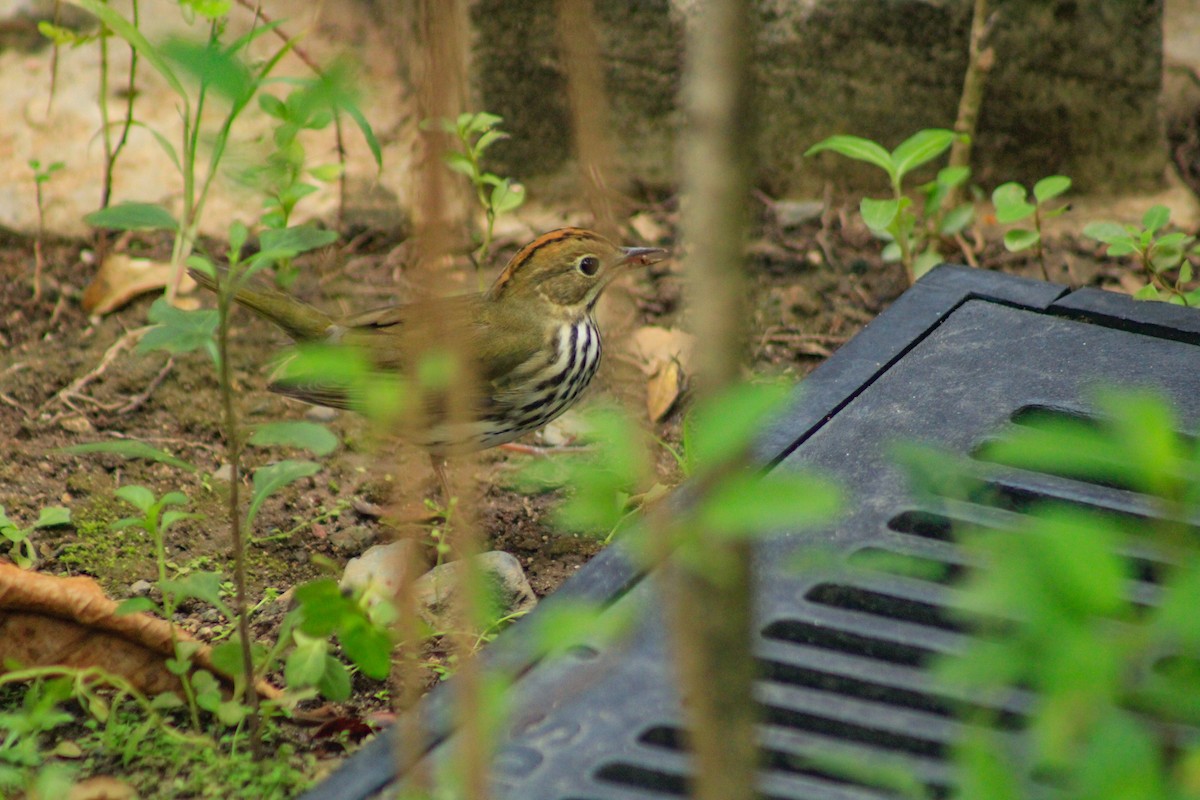 Ovenbird - ML643939142