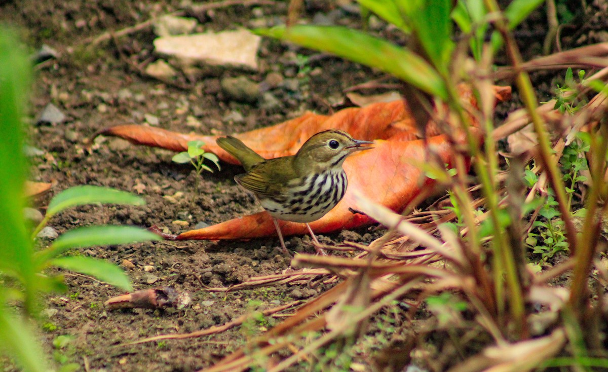 Ovenbird - ML643939143