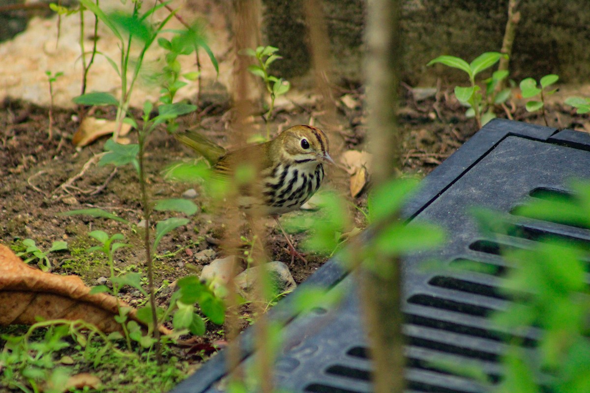 Ovenbird - ML643939144