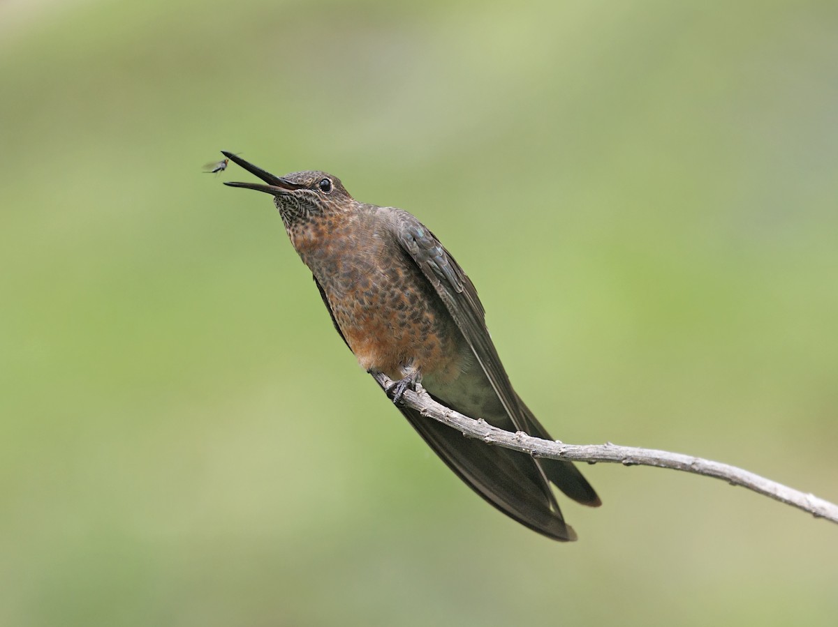 Giant Hummingbird - ML643939151