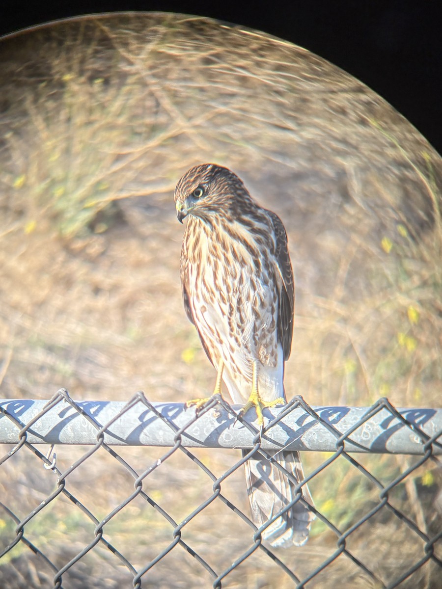 Cooper's Hawk - ML643939152
