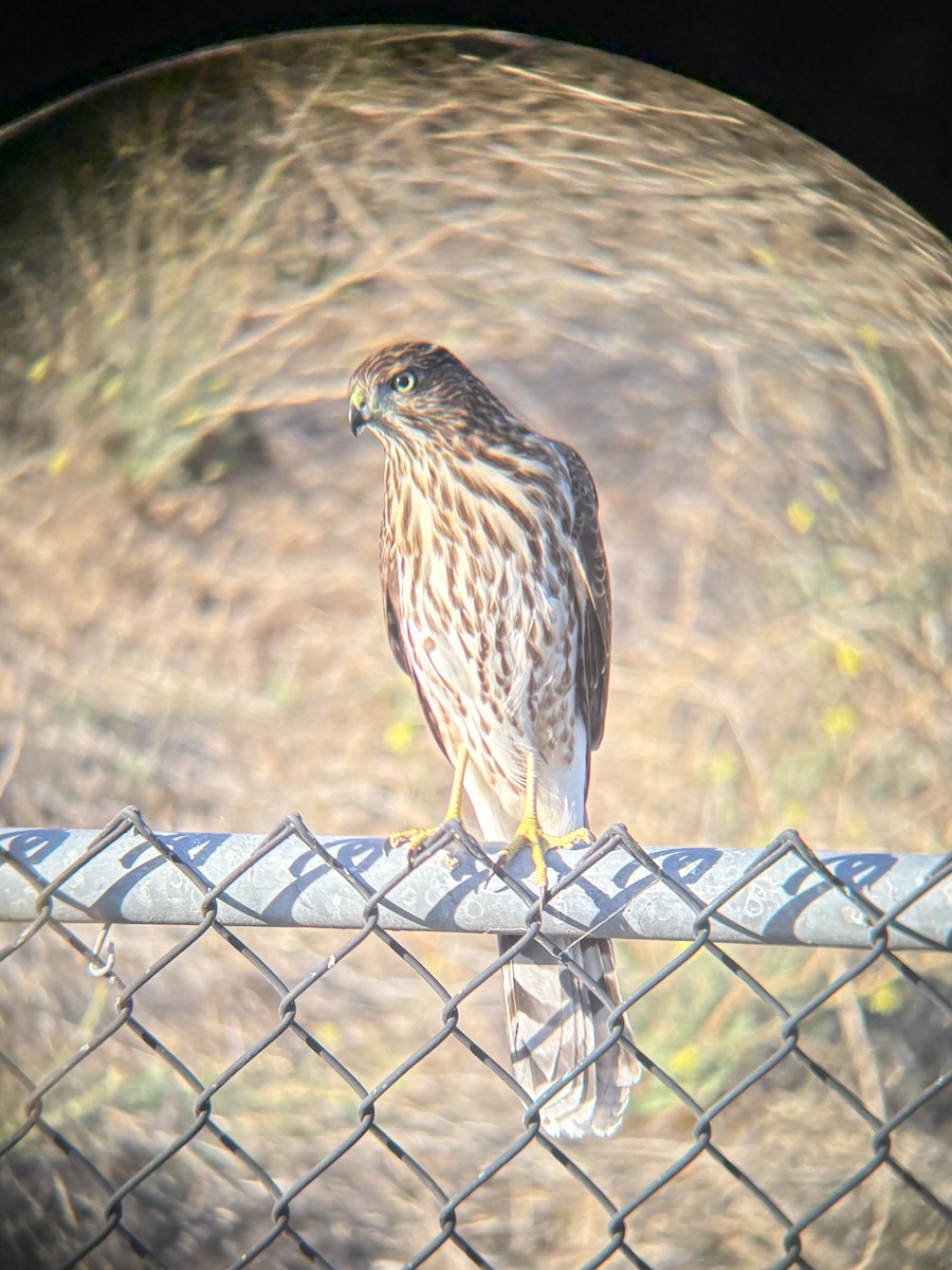 Cooper's Hawk - ML643939154