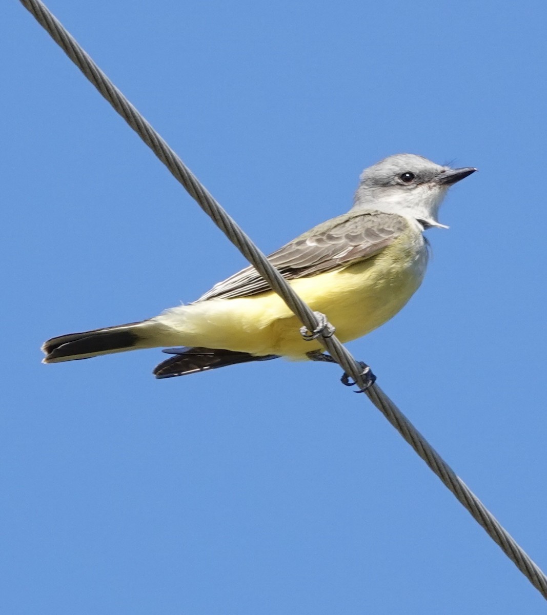 Western Kingbird - ML643939159
