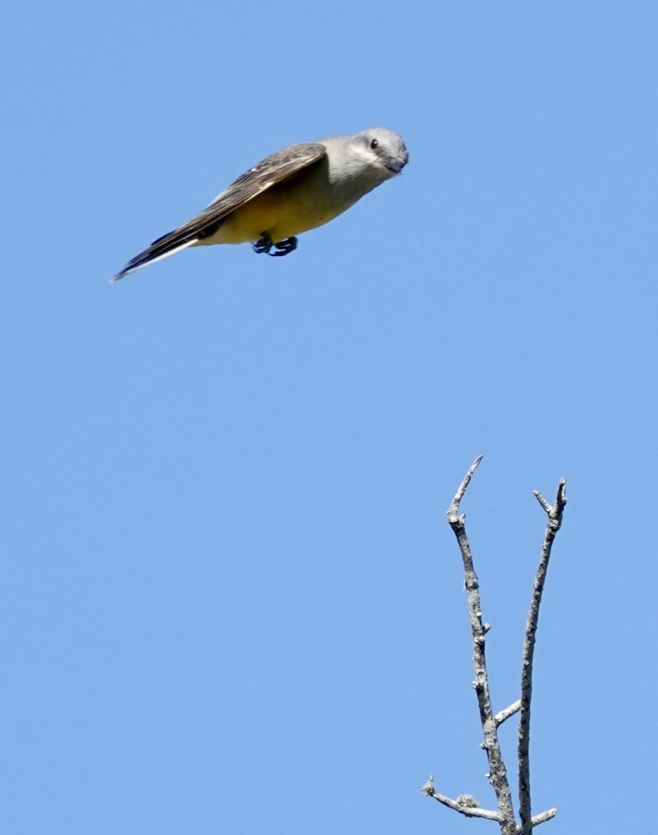 Western Kingbird - ML643939160