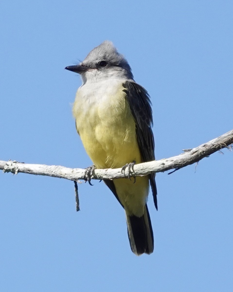 Western Kingbird - ML643939161
