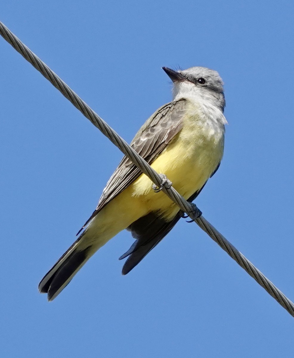 Western Kingbird - ML643939164