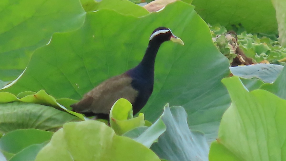 Bronzeblatthühnchen - ML643939166