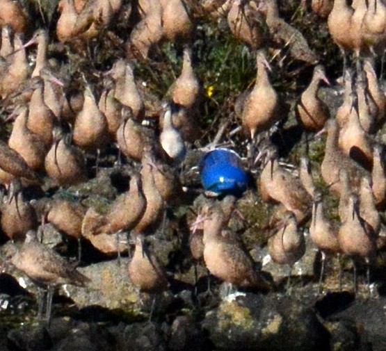Bar-tailed Godwit - ML643939175