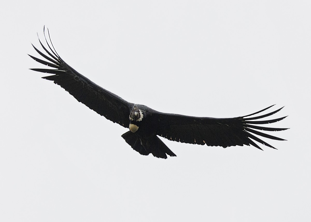 Andean Condor - ML643939178