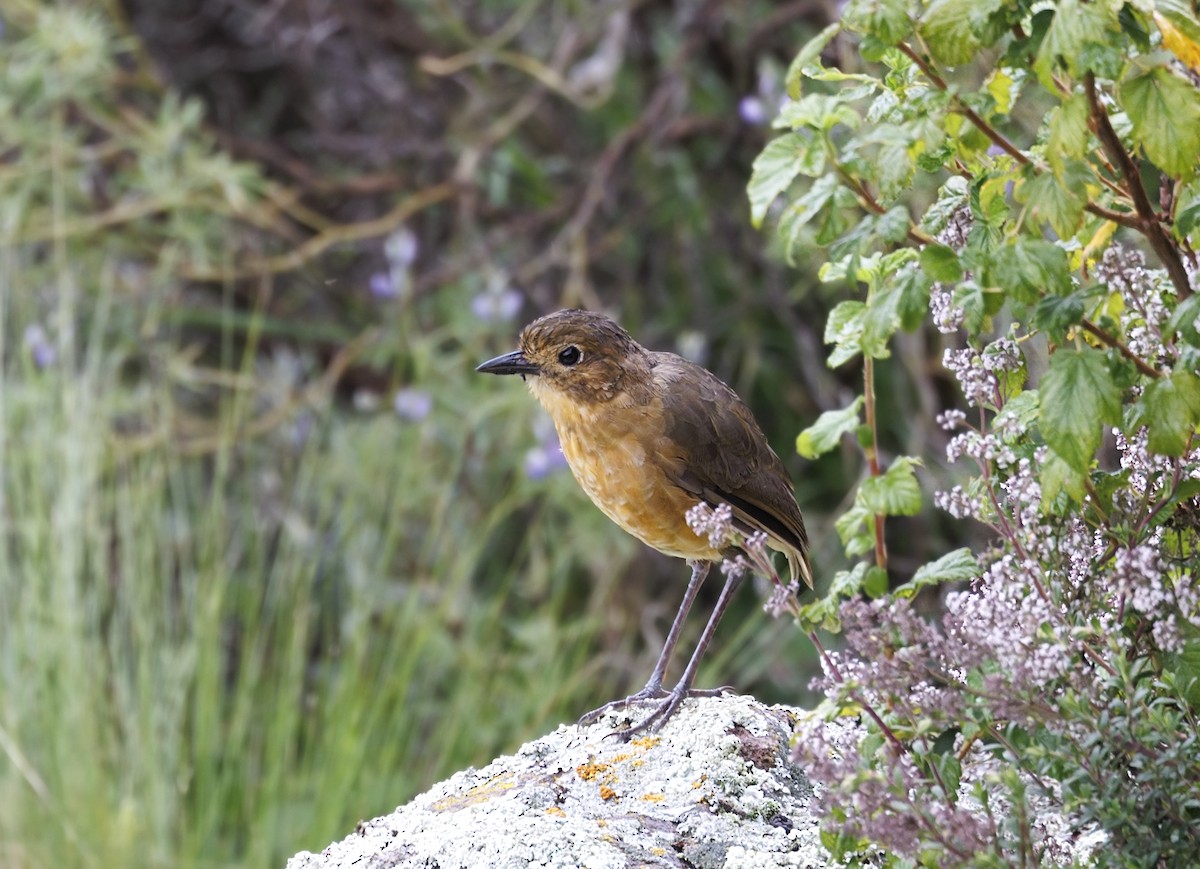 Tawny Antpitta - ML643939185