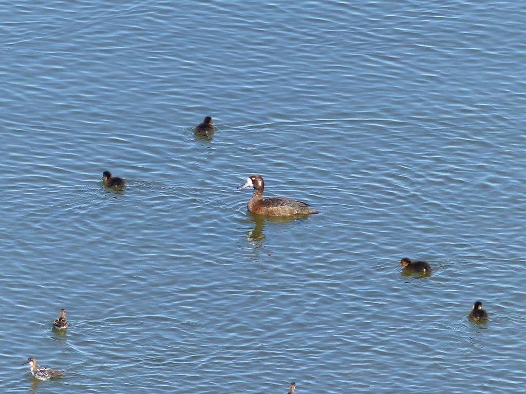Greater Scaup - ML643939188