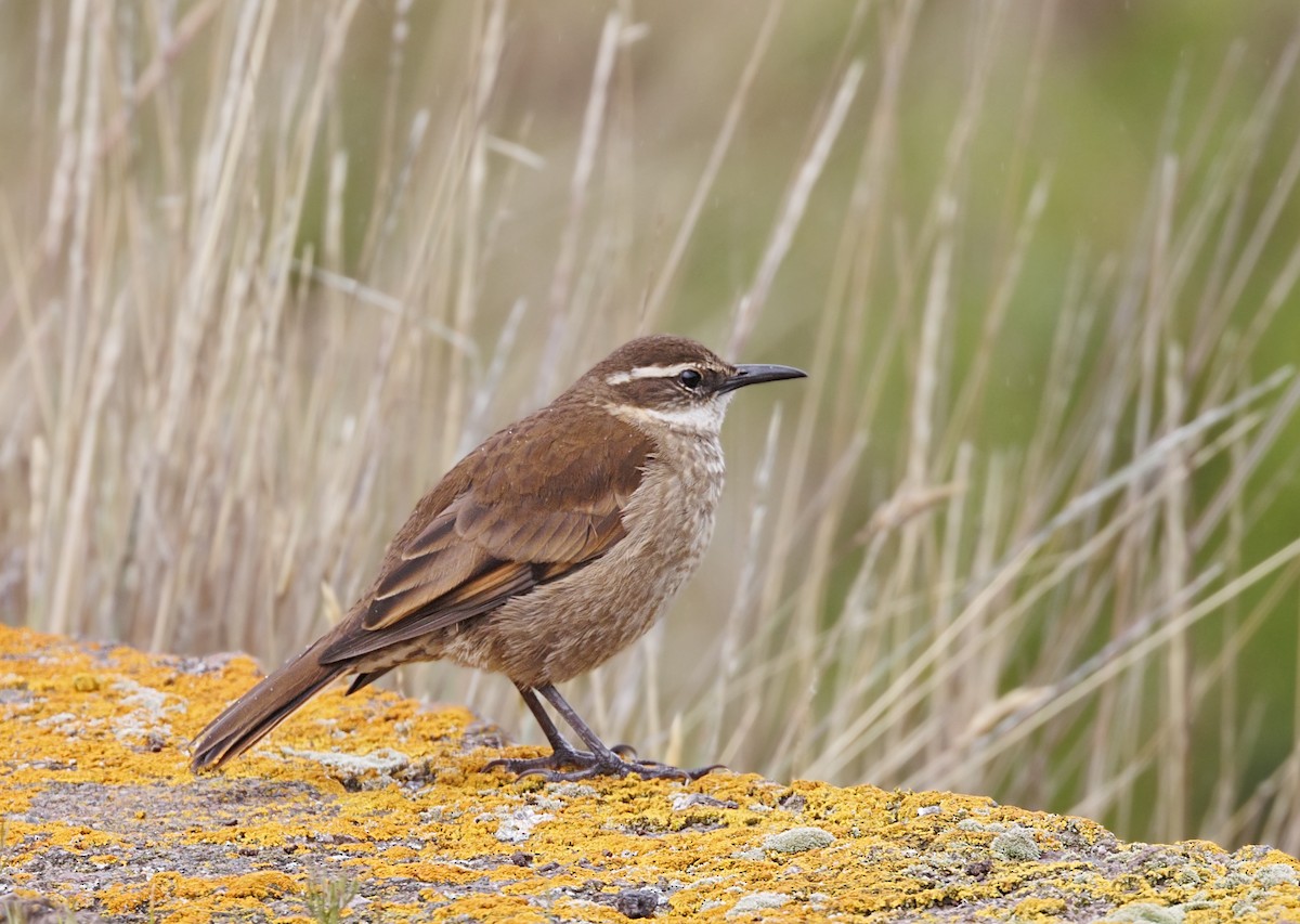 Stout-billed Cinclodes - ML643939194