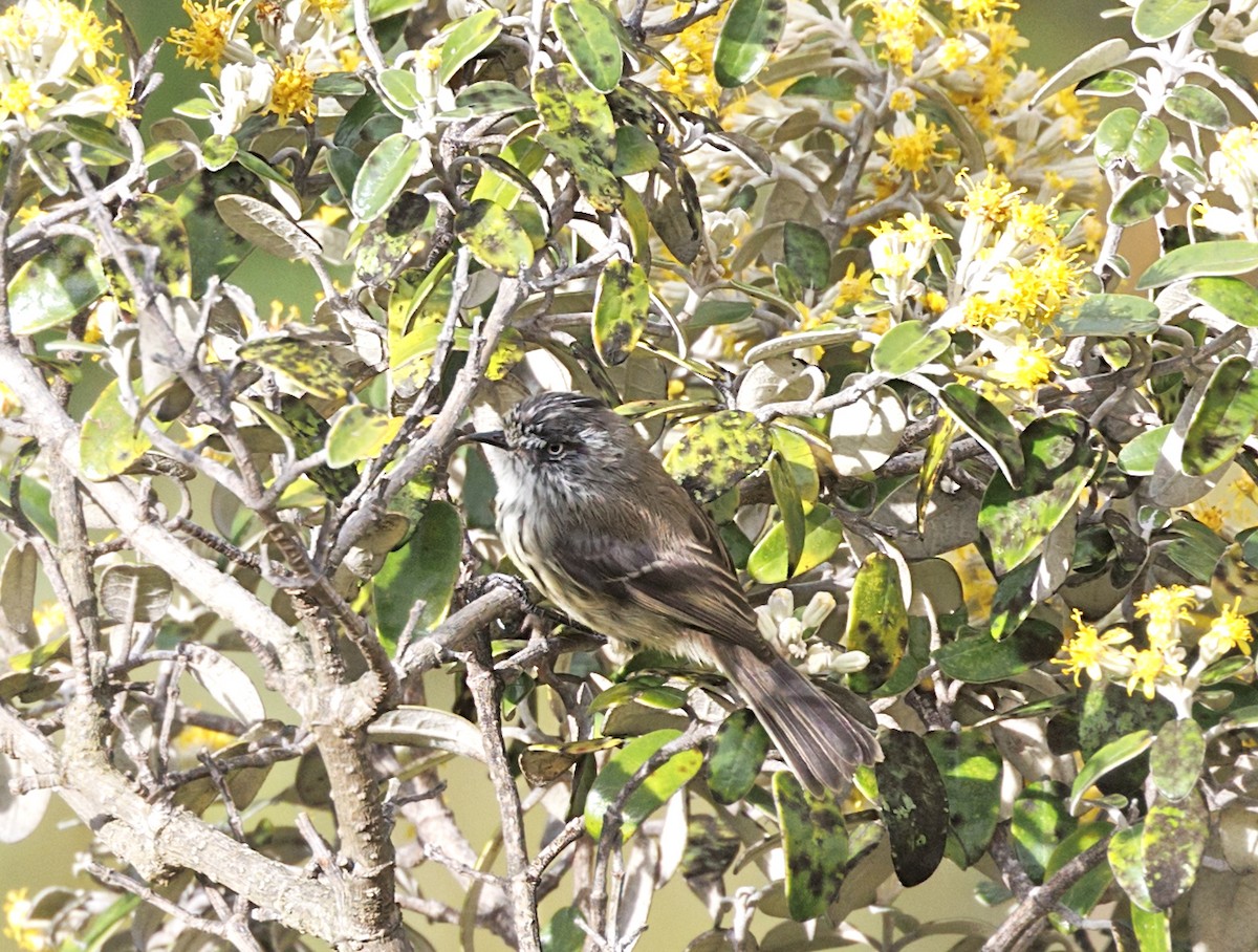 Tufted Tit-Tyrant - ML643939203