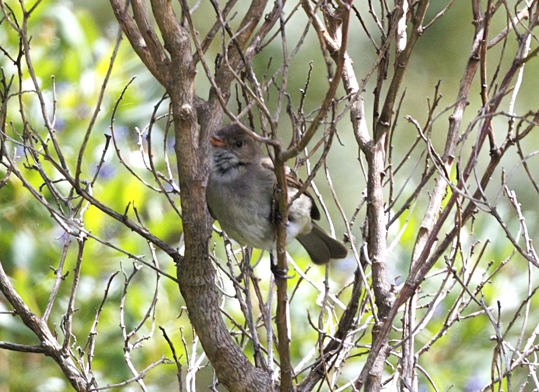 White-crested Elaenia - ML643939206