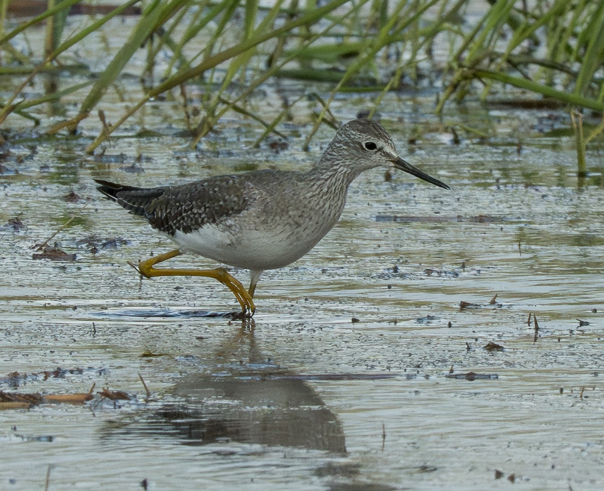 vodouš žlutonohý - ML643939207