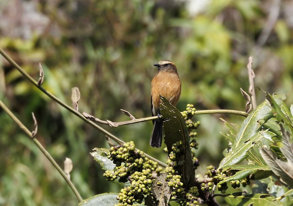 Brown-backed Chat-Tyrant - ML643939215