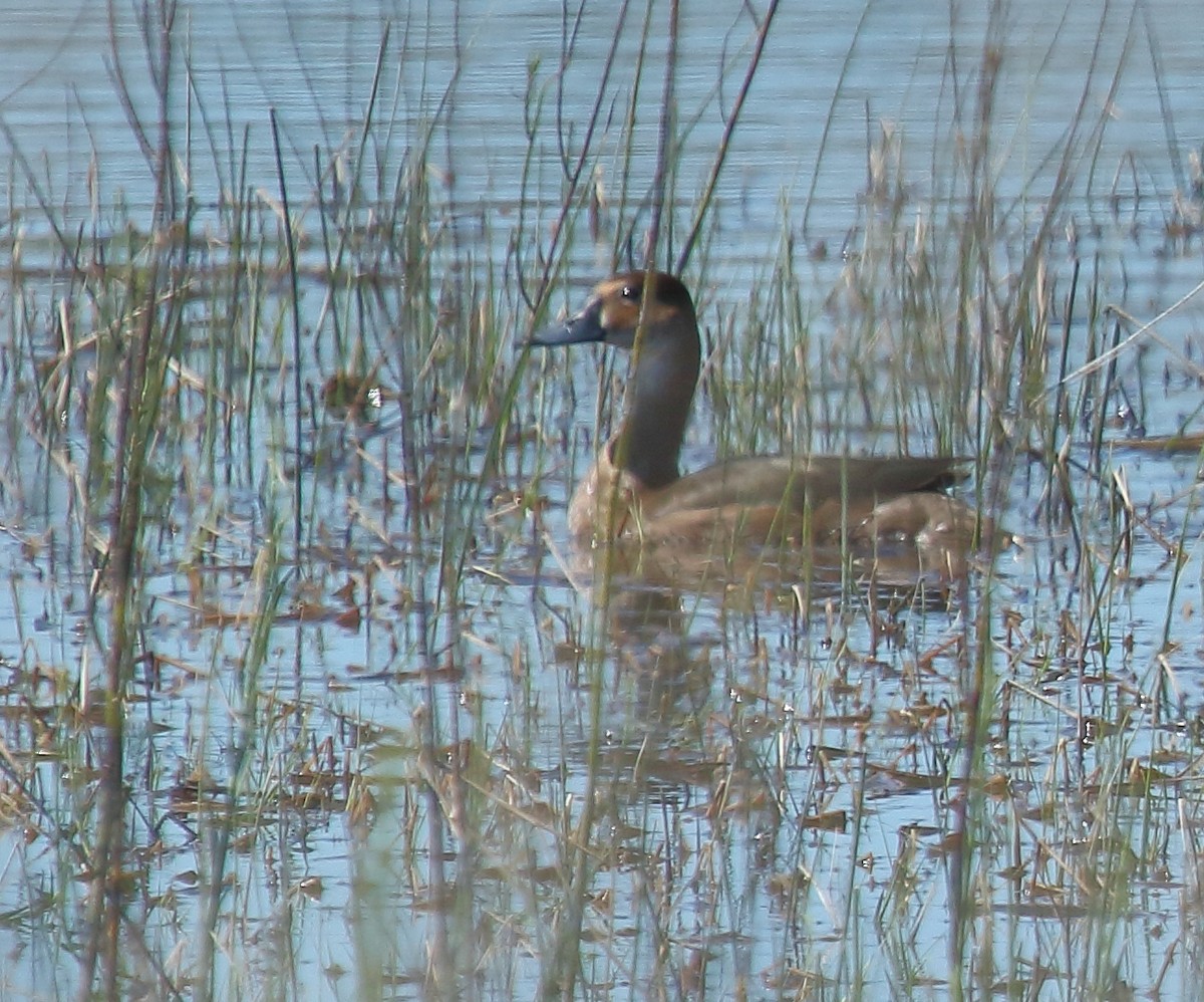 Rosy-billed Pochard - ML643939231