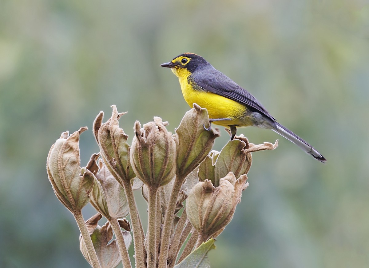 Spectacled Redstart - ML643939234