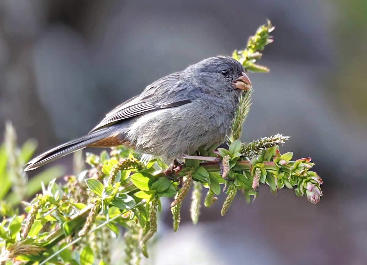 Plain-colored Seedeater - ML643939242