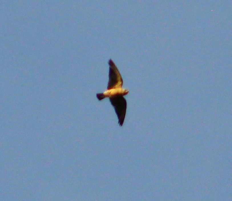 Golondrina/Avión sp. - ML643939270