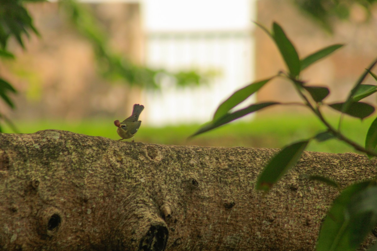 Black-throated Blue Warbler - ML643939301