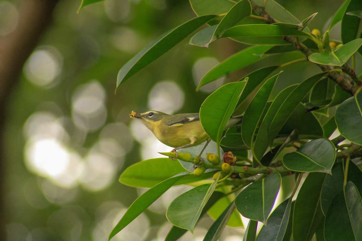 Black-throated Blue Warbler - ML643939303