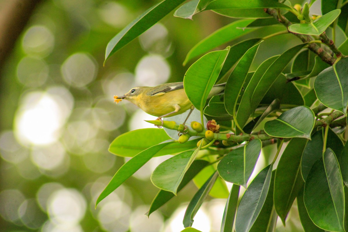Black-throated Blue Warbler - ML643939304