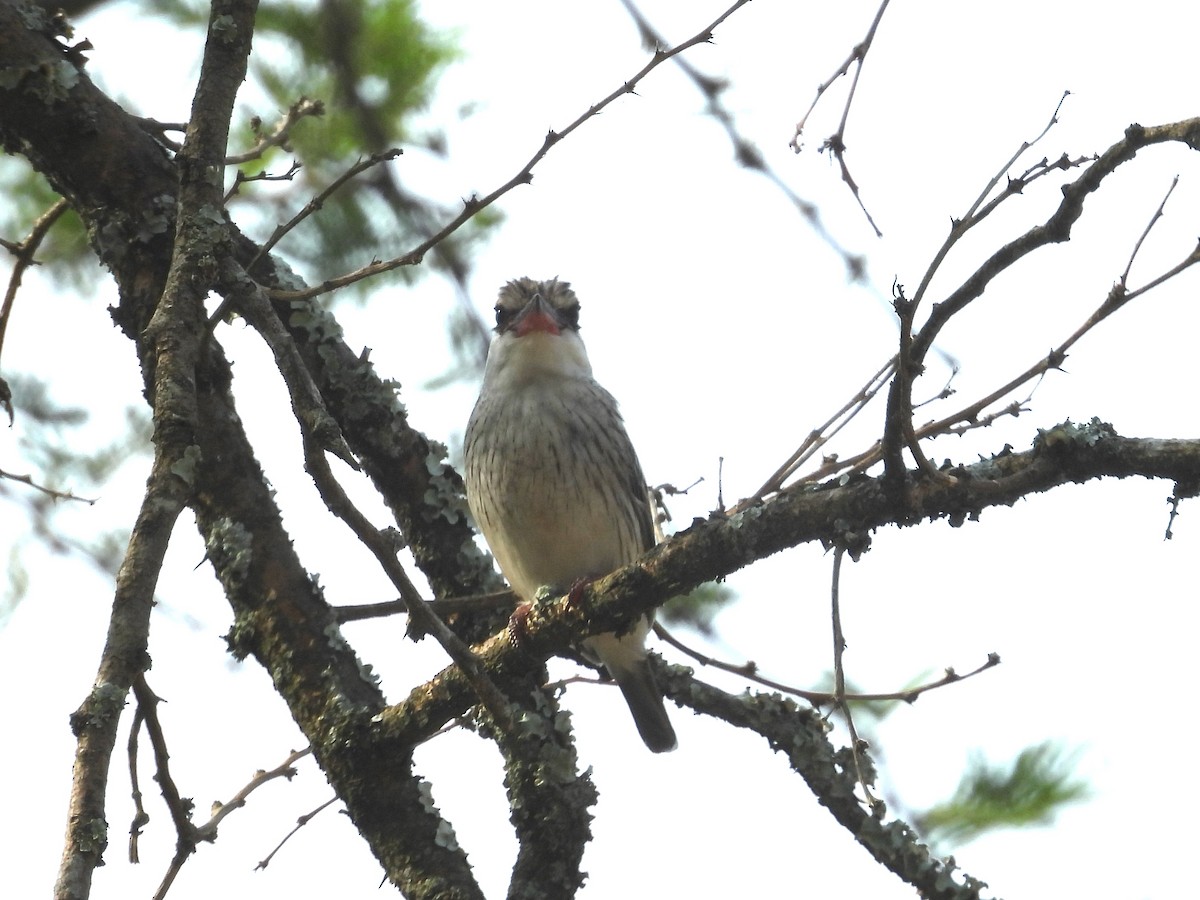Striped Kingfisher - ML643939318