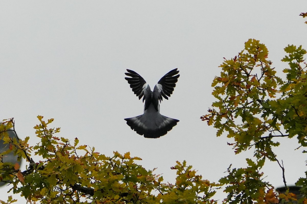 Common Wood-Pigeon - ML643939319