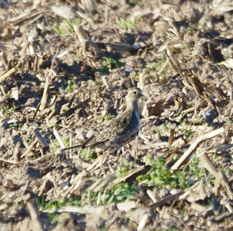 European Golden-Plover - ML643939326