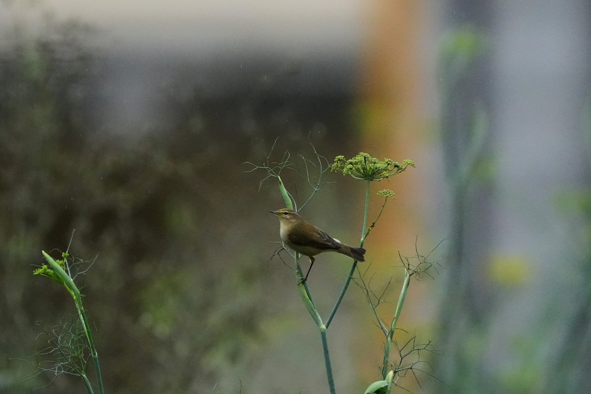 Common Chiffchaff (Common) - ML643939346