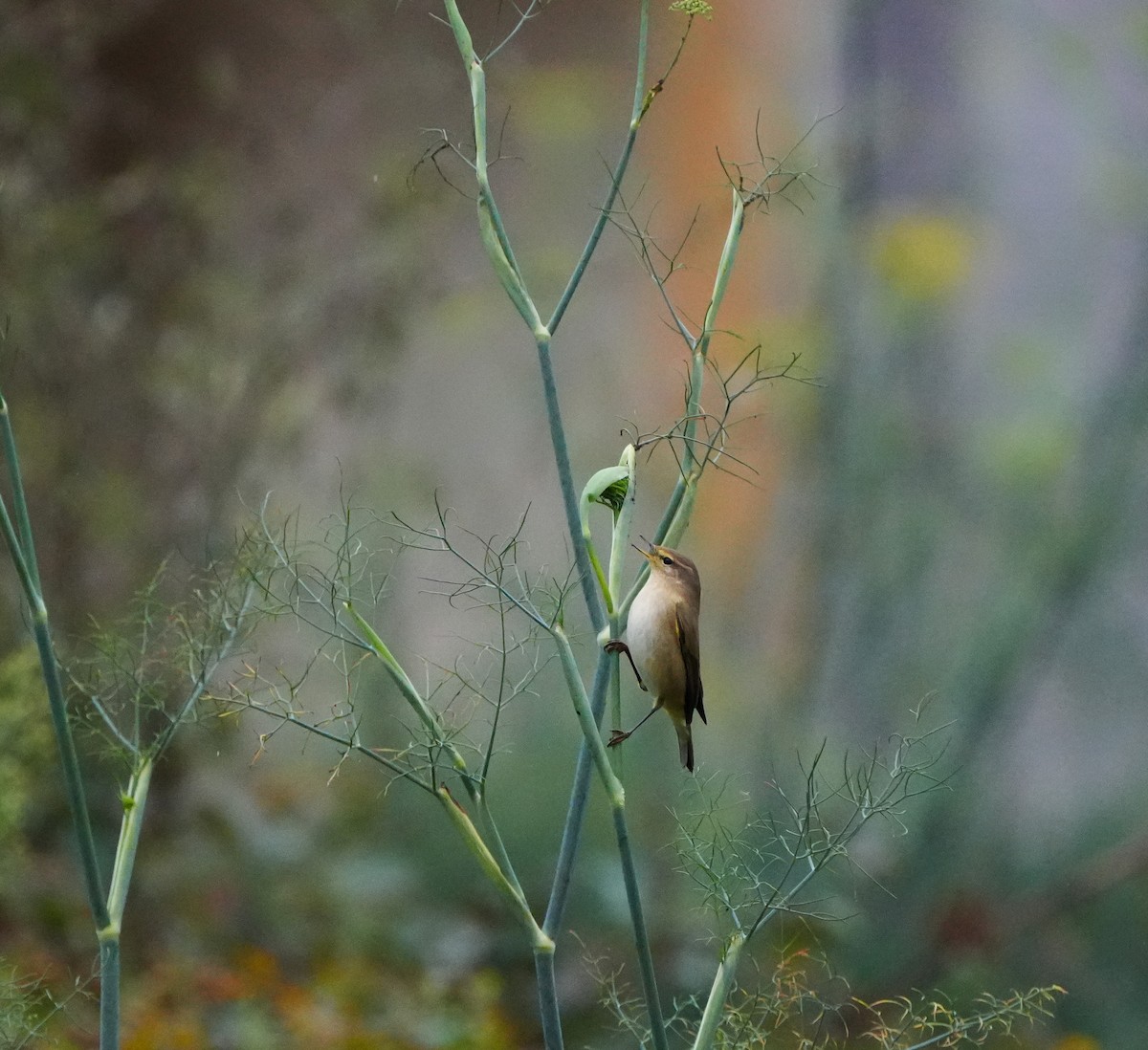 Common Chiffchaff (Common) - ML643939350
